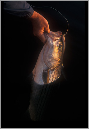 striper